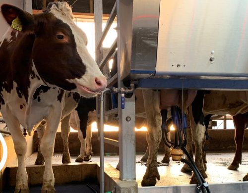 Jak zlepšit proces dojení a udržet zdraví krav